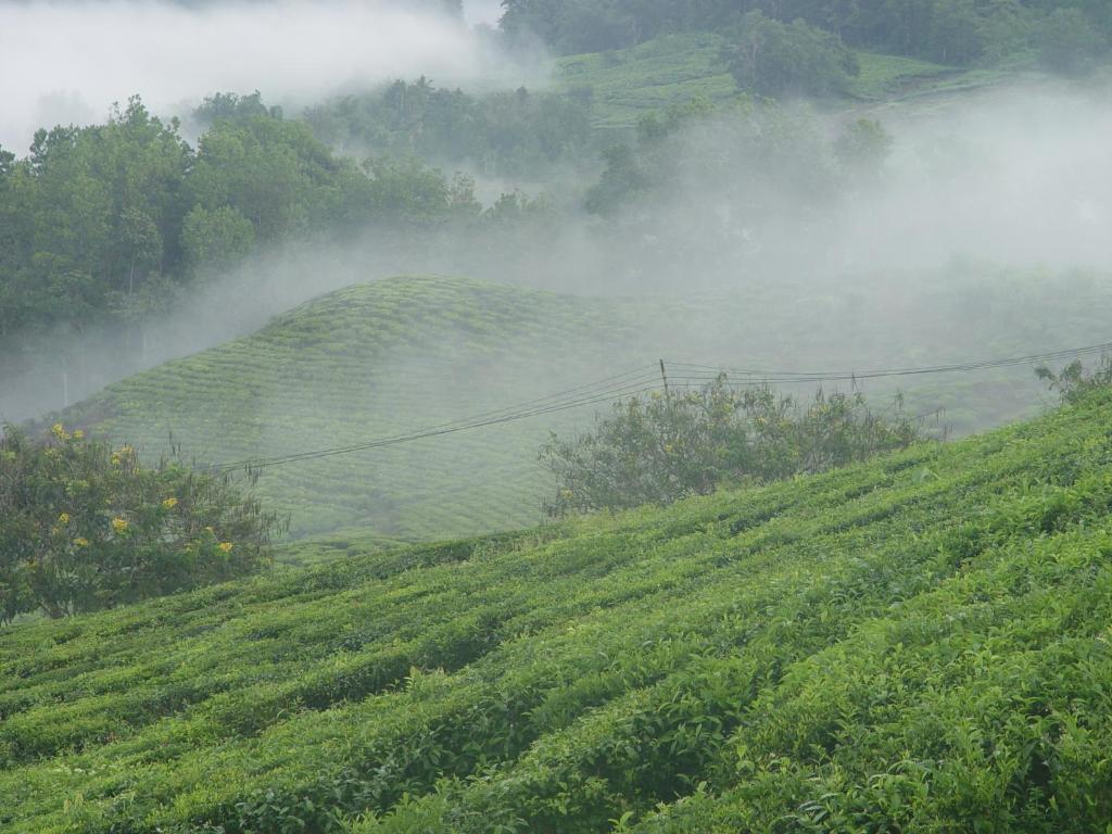 Sabah Tea Garden-Longhouses Ranau Luaran gambar