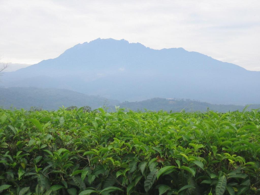 Sabah Tea Garden-Longhouses Ranau Luaran gambar